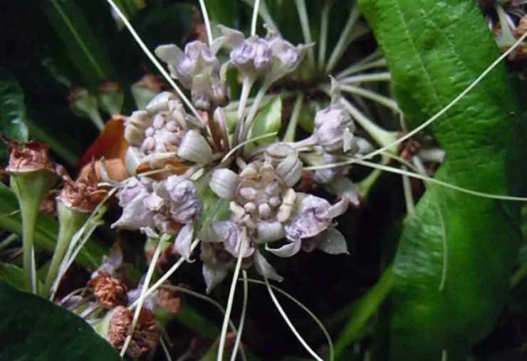 Lộc trời” mọc đầy ở quê, hễ thấy phải đào rễ ngay, thu tiền tươi đếm không xuể-3