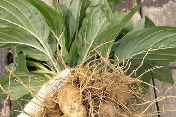 Cây dại mang tên hũ rượu”: Đào lấy rễ là đổi đời, được ví ngang nhân sâm-5