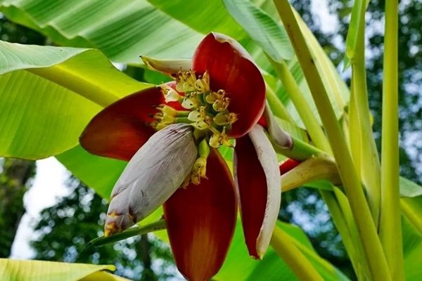 Loài hoa chỉ dùng chống đói lại gây bất ngờ với loạt lợi ích vàng” cho sức khỏe-1