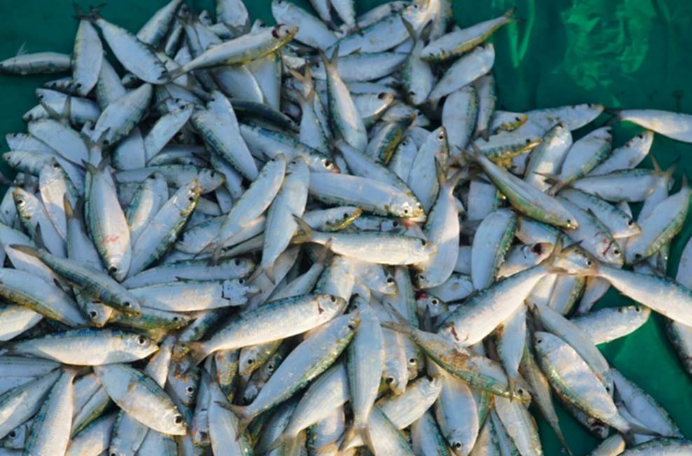 Cách làm chả cuốn cá trích Phan Thiết giòn thơm-2