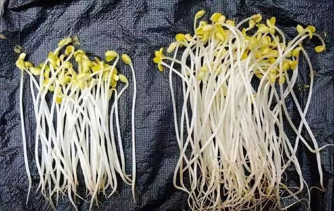 5 đặc điểm vạch trần rau tắm nhiều thuốc trừ sâu, cái số 1 cực dễ-2