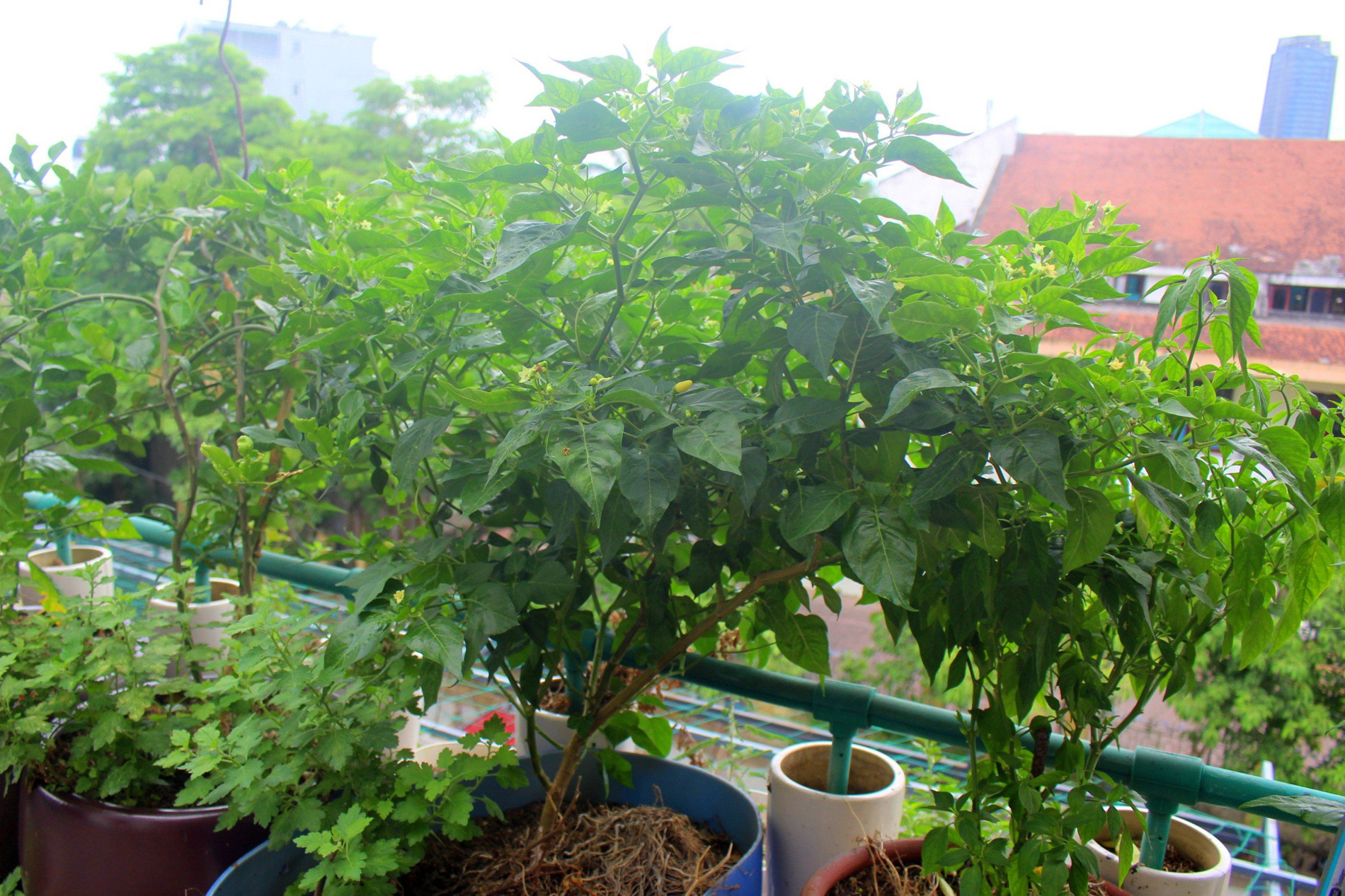 Mẹ đảm ở Hà Tĩnh làm vườn dưa treo trên sân thượng, thu 600 quả ngọt một mùa-3
