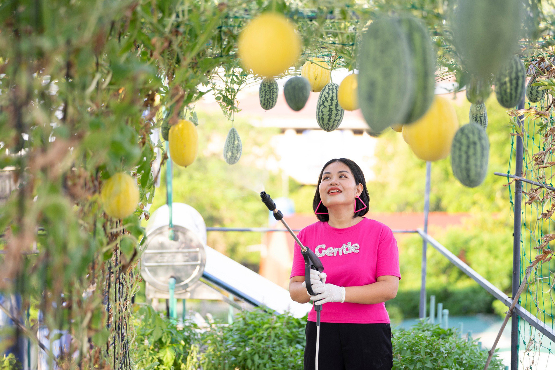 Mẹ đảm ở Hà Tĩnh làm vườn dưa treo trên sân thượng, thu 600 quả ngọt một mùa-4