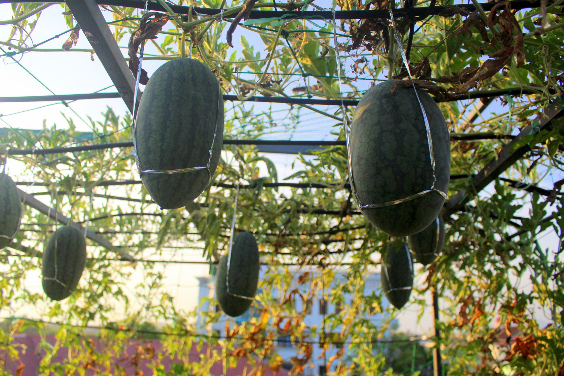 Mẹ đảm ở Hà Tĩnh làm vườn dưa treo trên sân thượng, thu 600 quả ngọt một mùa-5