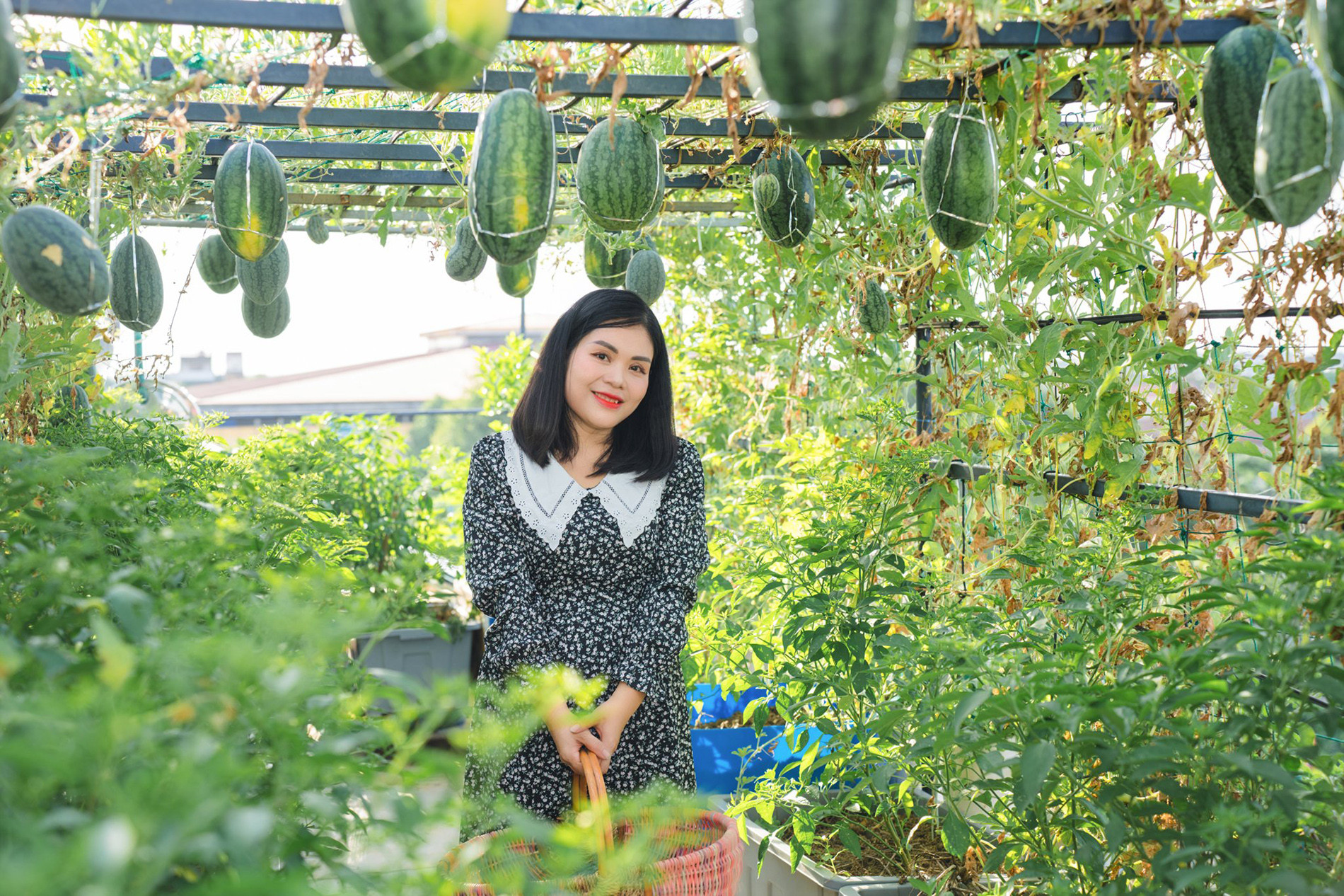 Mẹ đảm ở Hà Tĩnh làm vườn dưa treo trên sân thượng, thu 600 quả ngọt một mùa-6