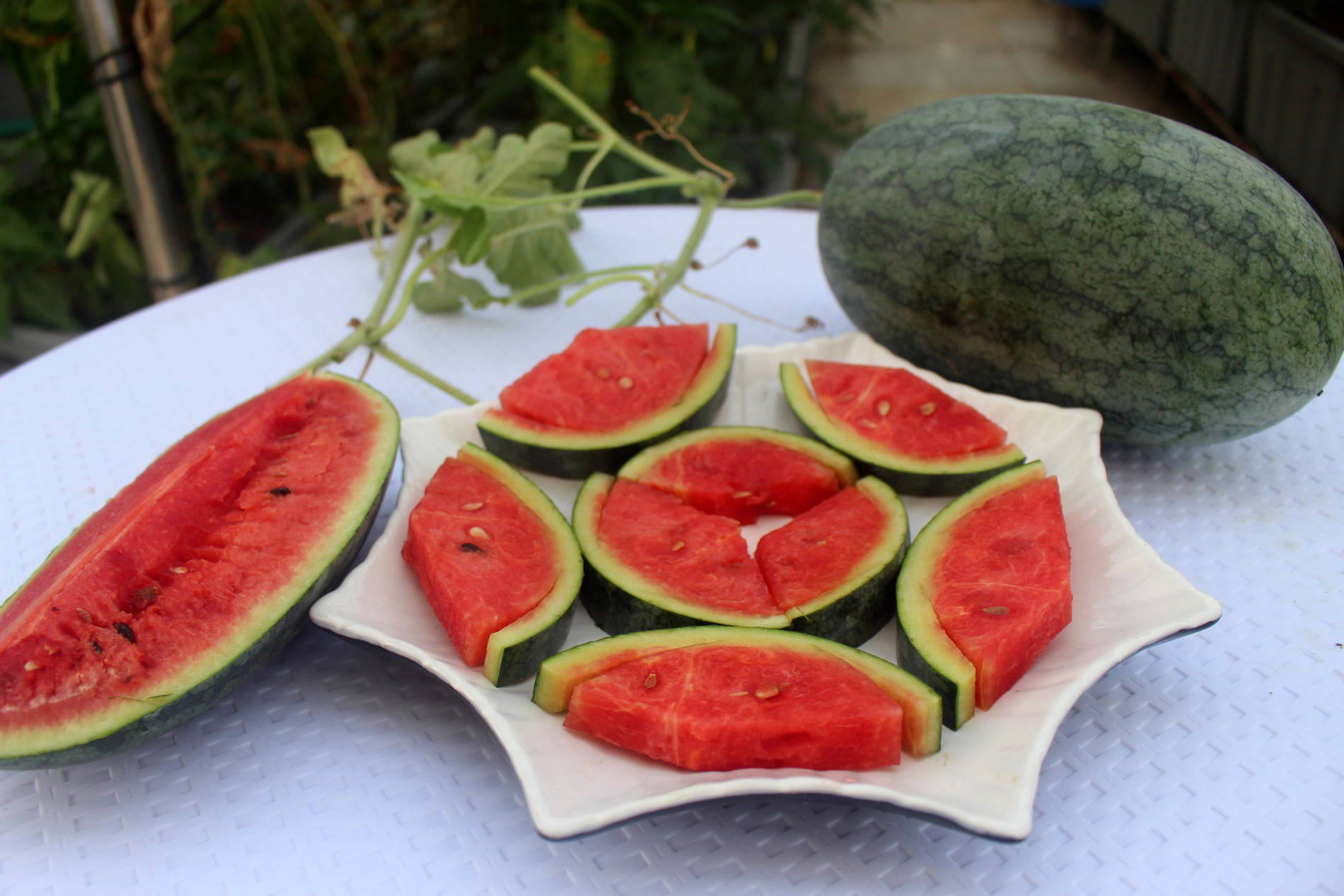 Mẹ đảm ở Hà Tĩnh làm vườn dưa treo trên sân thượng, thu 600 quả ngọt một mùa-10