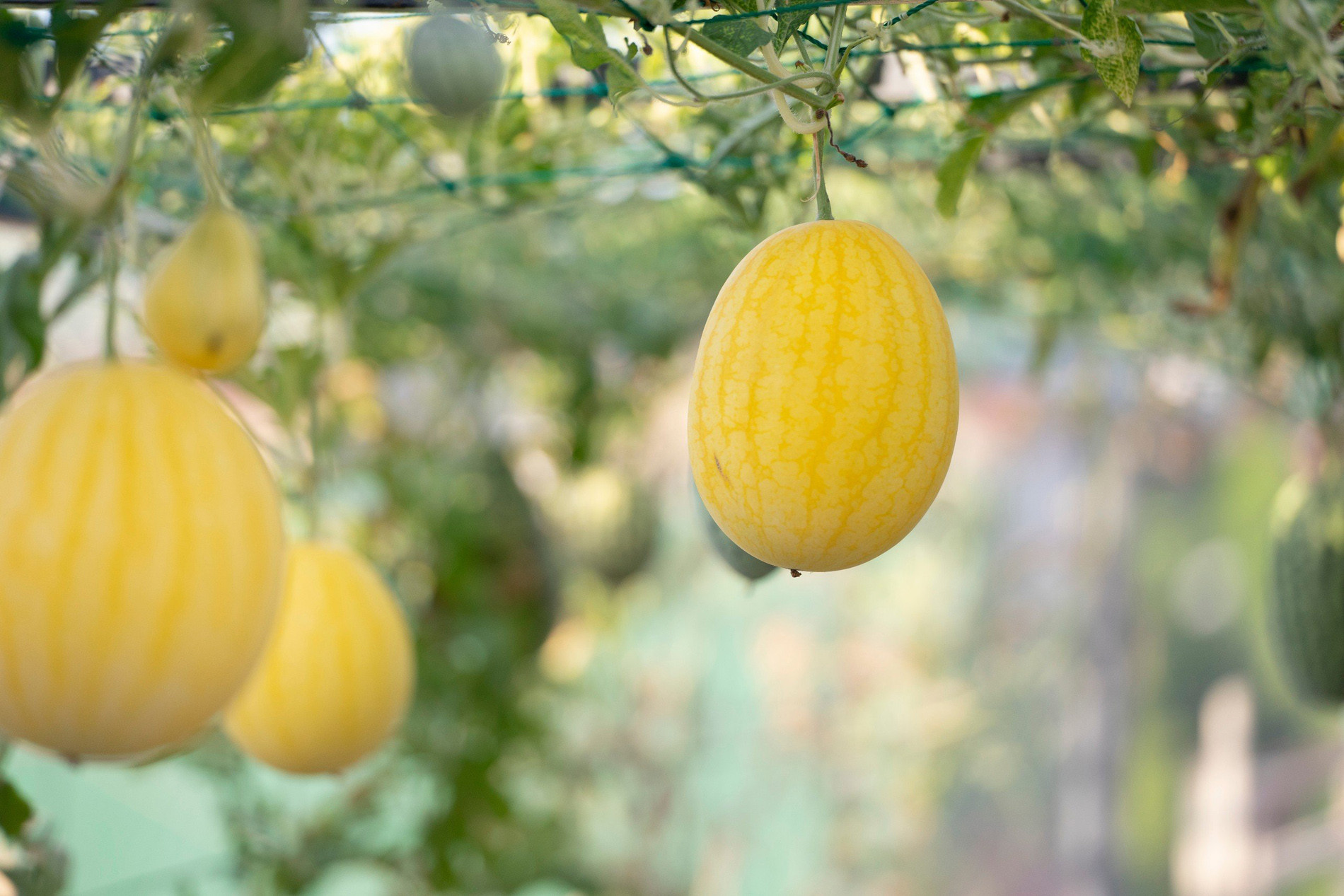 Mẹ đảm ở Hà Tĩnh làm vườn dưa treo trên sân thượng, thu 600 quả ngọt một mùa-9