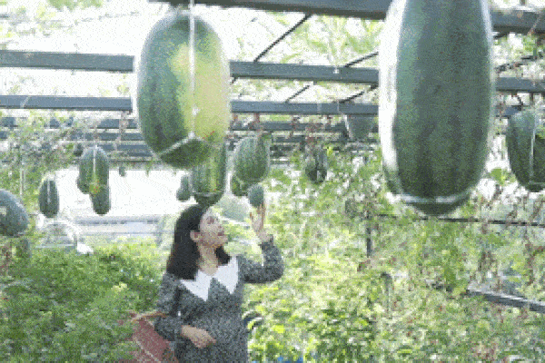 Mẹ đảm ở Hà Tĩnh làm vườn dưa treo trên sân thượng, thu 600 quả ngọt một mùa