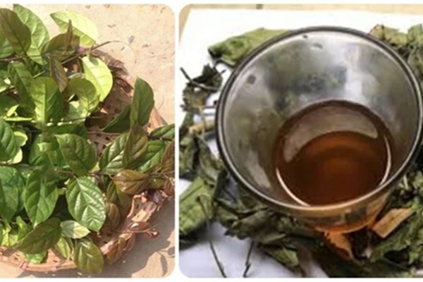 Có nên uống nước xạ đen hàng ngày?-2