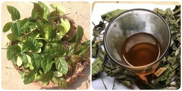 Uống nước xạ đen thế nào tốt cho sức khoẻ?-1