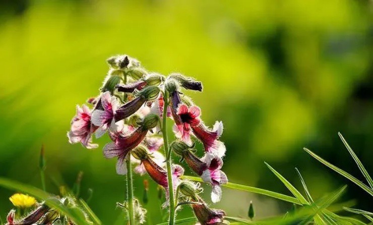 Cây dại mang tên hũ rượu”: Đào lấy rễ là đổi đời, được ví ngang nhân sâm-1