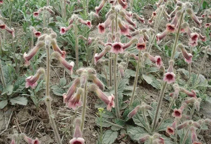 Cây dại mang tên hũ rượu”: Đào lấy rễ là đổi đời, được ví ngang nhân sâm-2