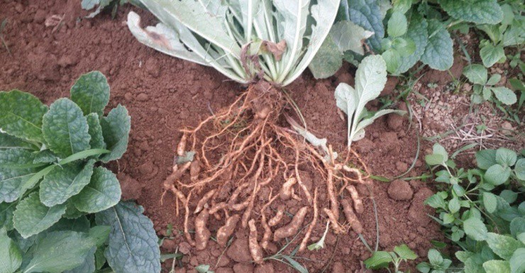 Cây dại mang tên hũ rượu”: Đào lấy rễ là đổi đời, được ví ngang nhân sâm-3