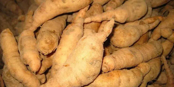 Cây dại mang tên hũ rượu”: Đào lấy rễ là đổi đời, được ví ngang nhân sâm-4