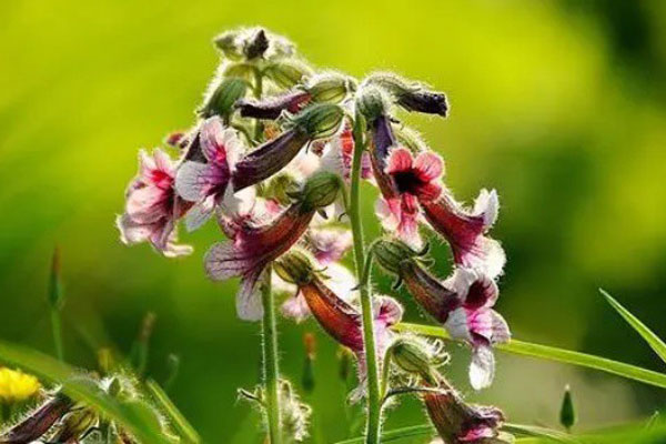 Cỏ độc dị dạng” mọc đầy ở quê, giá gần 2 triệu/kg nhưng hiếm người biết mà hái-5