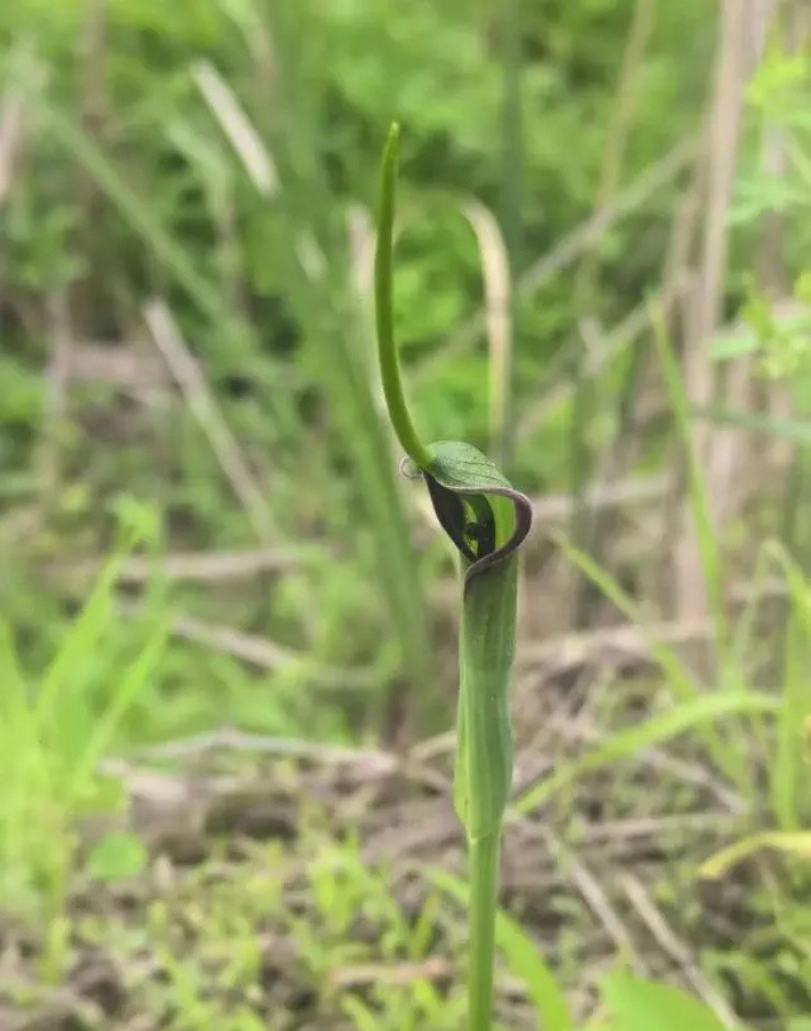 Cỏ độc dị dạng” mọc đầy ở quê, giá gần 2 triệu/kg nhưng hiếm người biết mà hái-1