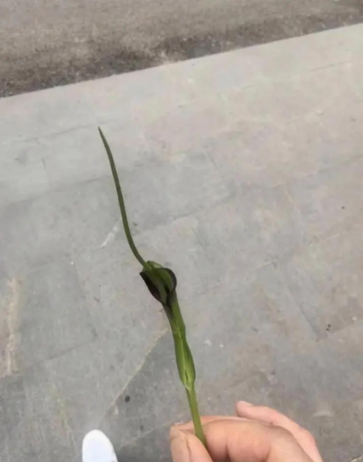 Cỏ độc dị dạng” mọc đầy ở quê, giá gần 2 triệu/kg nhưng hiếm người biết mà hái-2