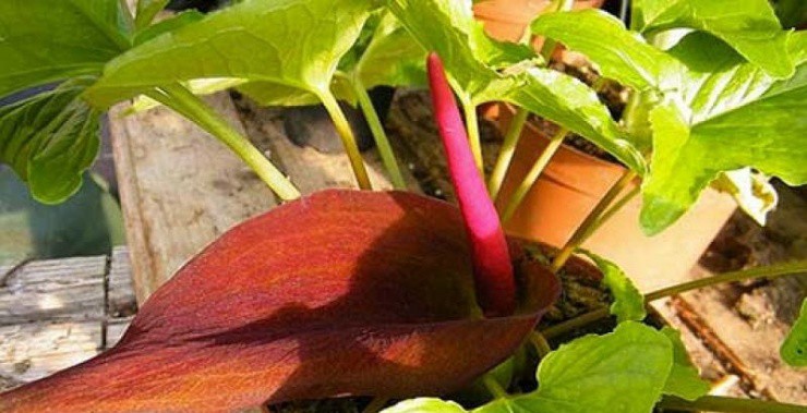 Cỏ độc dị dạng” mọc đầy ở quê, giá gần 2 triệu/kg nhưng hiếm người biết mà hái-3