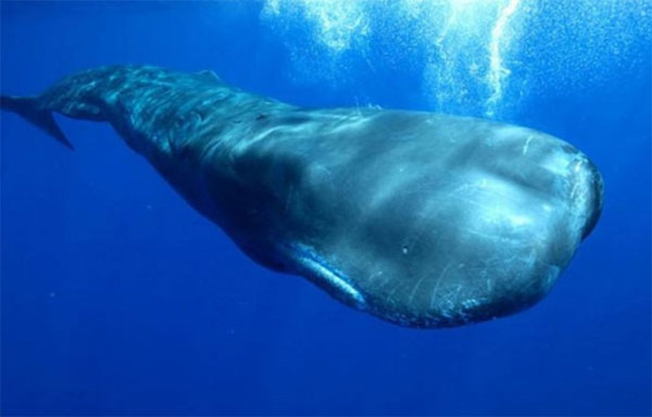 Đánh cá ven biển, lão ngư dân nhặt được thứ trị giá 5 tỷ đồng-2