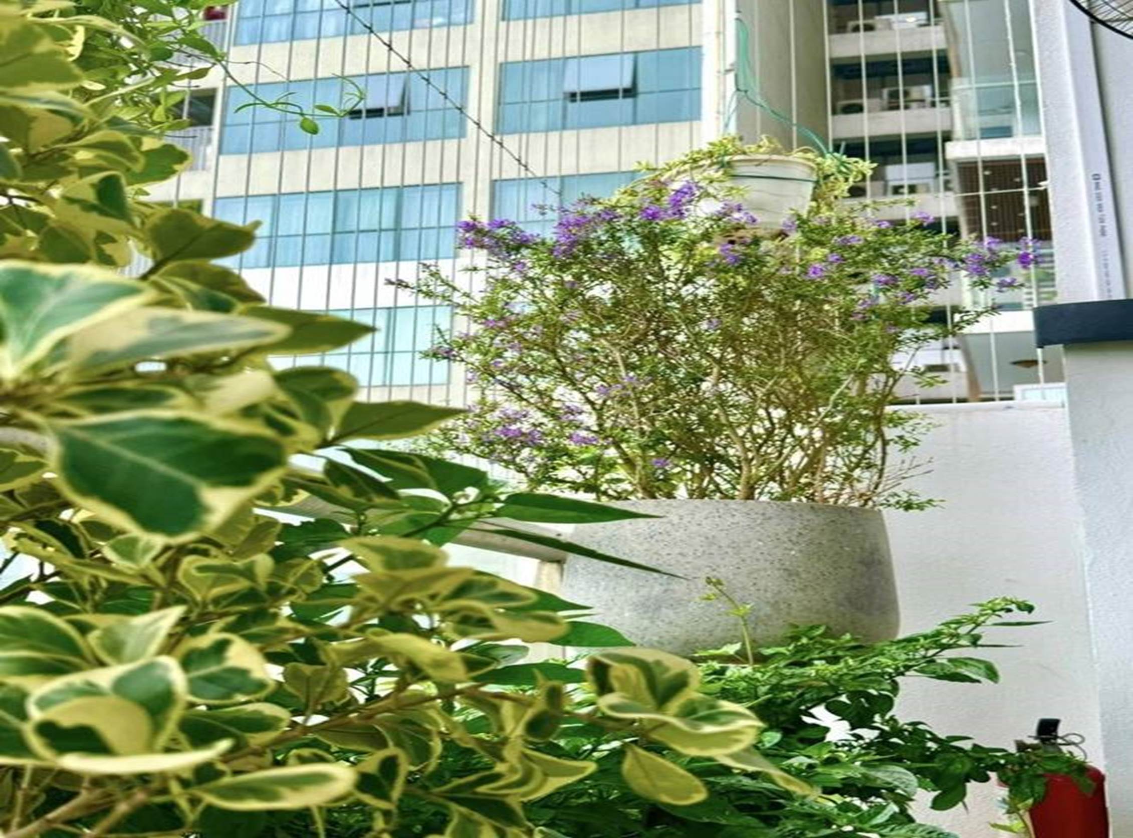 Bà xã Đại úy xinh đẹp của NSND Tự Long khoe ban công xanh mướt-6