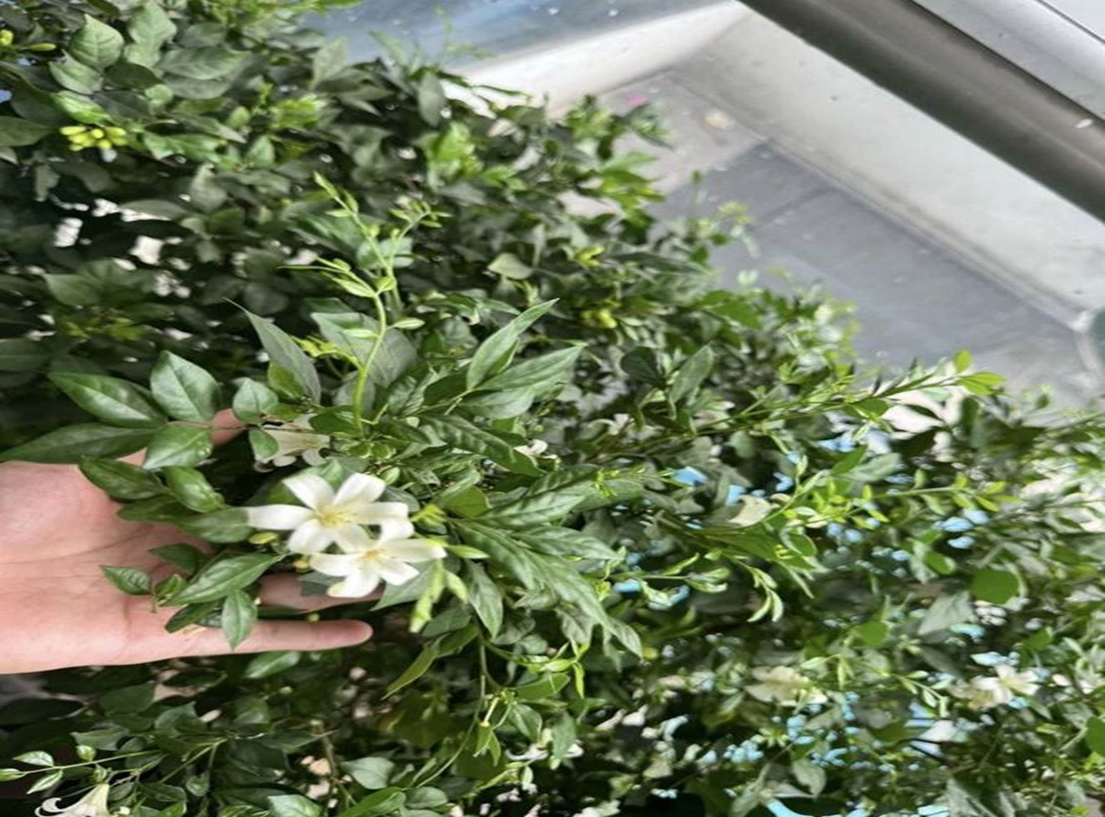 Bà xã Đại úy xinh đẹp của NSND Tự Long khoe ban công xanh mướt-8