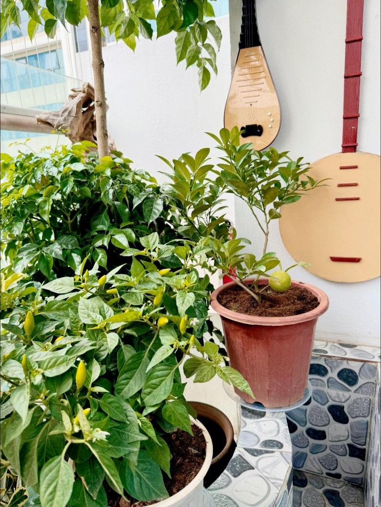 Bà xã Đại úy xinh đẹp của NSND Tự Long khoe ban công xanh mướt-15