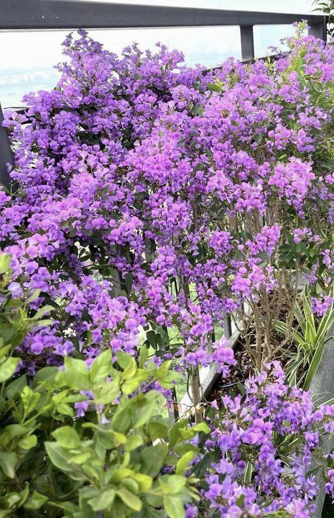 Bà xã Đại úy xinh đẹp của NSND Tự Long khoe ban công xanh mướt-16