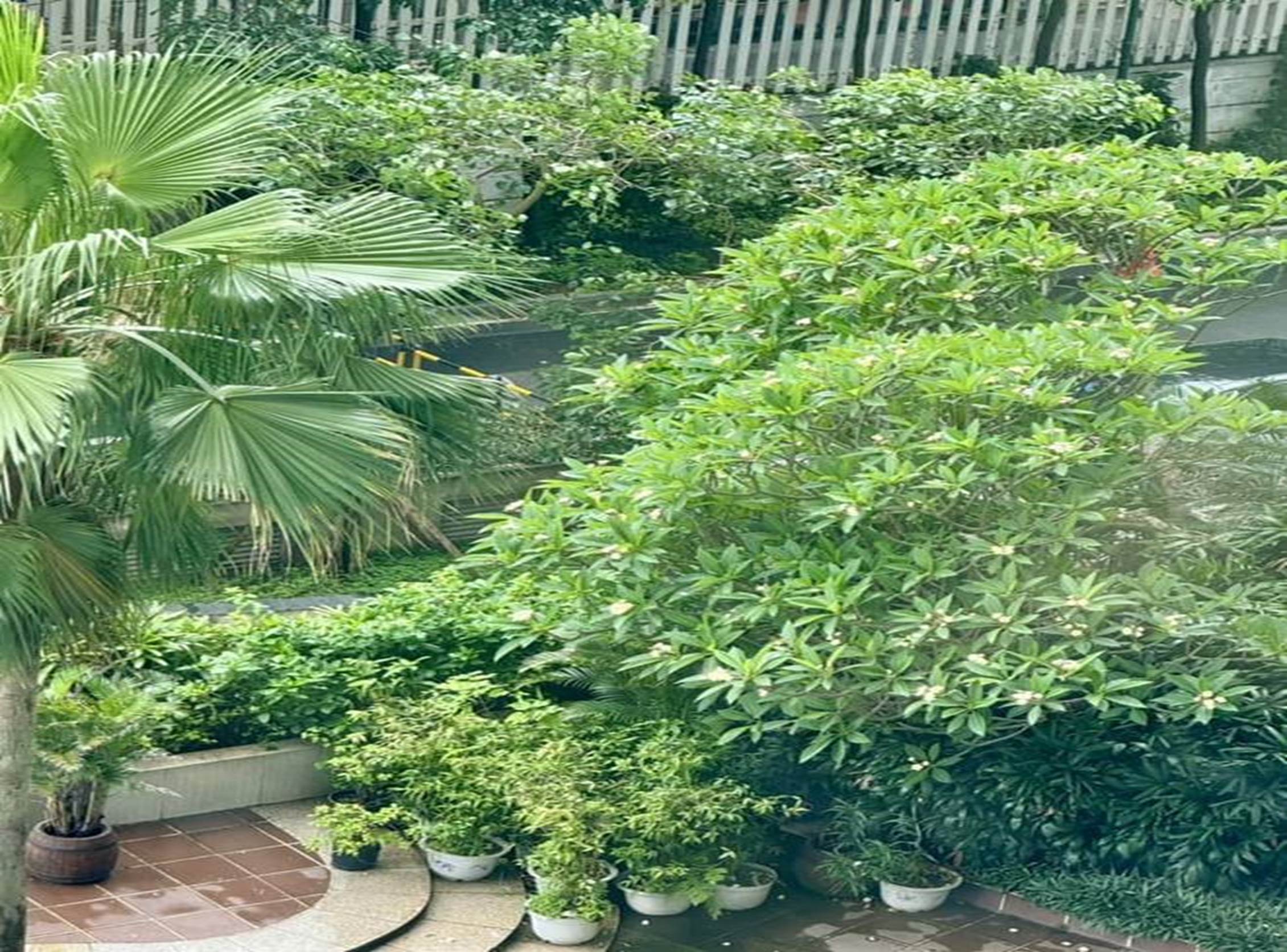 Bà xã Đại úy xinh đẹp của NSND Tự Long khoe ban công xanh mướt-24