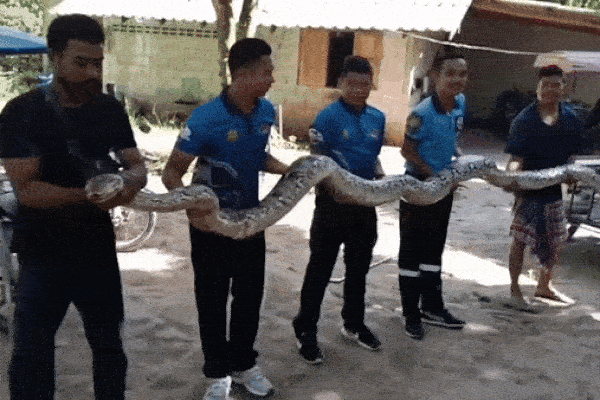 Người dân bắt được con trăn khổng lồ dài 5,2 mét, nặng 47kg