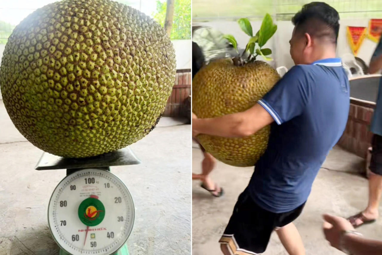 Chủ nhà bổ quả mít khủng gần 55kg, hàng xóm kéo nhau sang thưởng thức-1