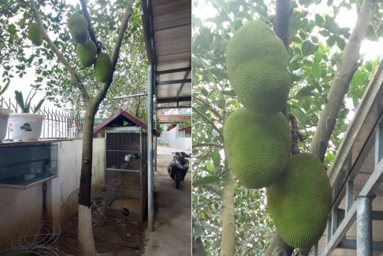 Chủ nhà bổ quả mít khủng gần 55kg, hàng xóm kéo nhau sang thưởng thức-4