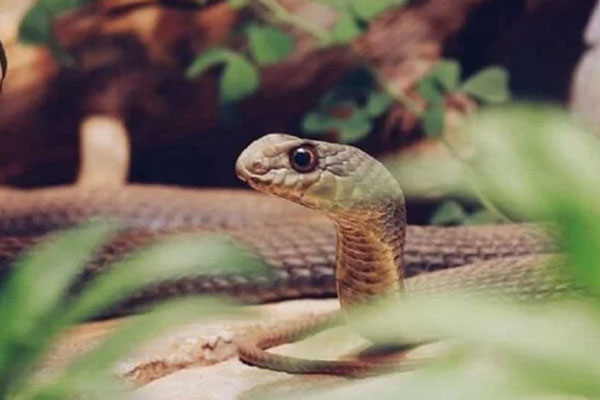 Bị rắn tấn công, người đàn ông cắn trả 2 lần khiến đối thủ tử vong-2