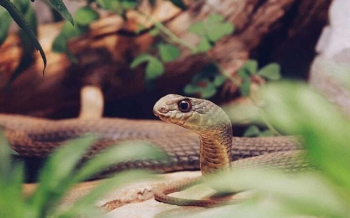 Chàng trai bị cho là có oán thù với rắn độc khi bị cắn 5 lần trong 2 tháng-1