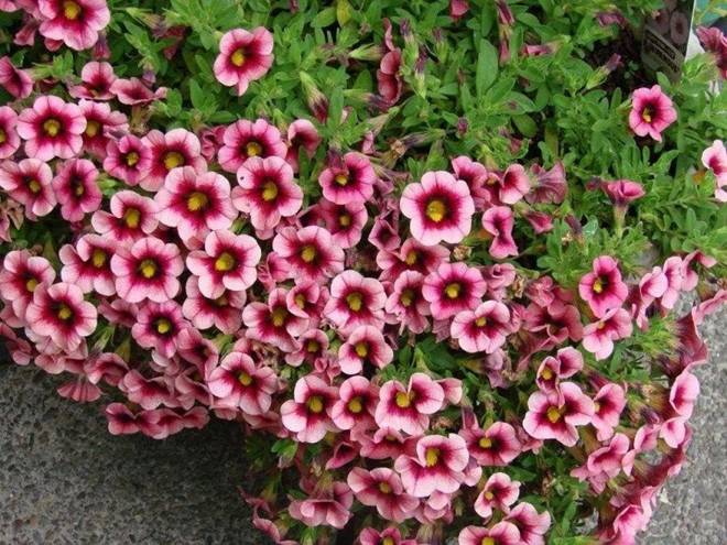 Loài hoa này nở quanh năm cả trăm bông một lúc, trồng rất đơn giản-2