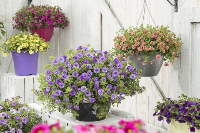 Loài hoa này nở quanh năm cả trăm bông một lúc, trồng rất đơn giản-5