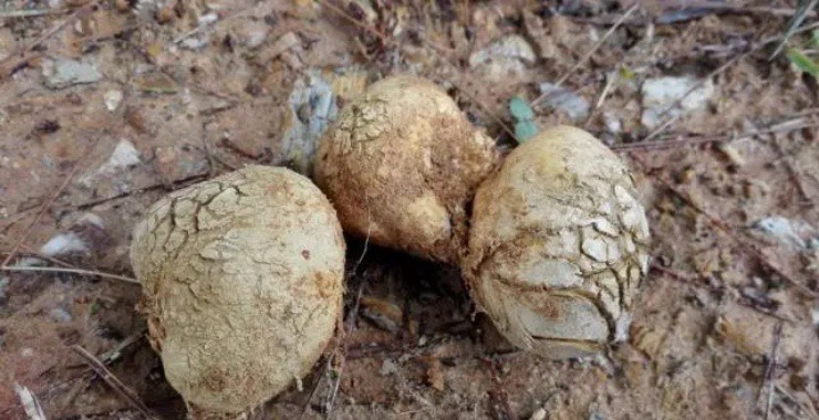 Nấm thối đen tưởng là đồ bỏ đi, người châu Á biến chúng thành mỏ vàng”-2