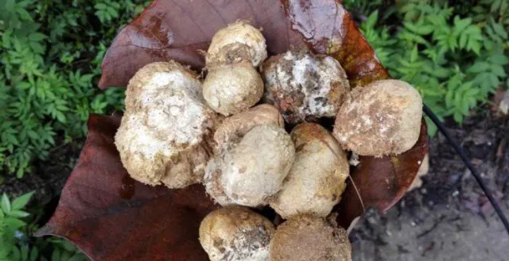 Nấm thối đen tưởng là đồ bỏ đi, người châu Á biến chúng thành mỏ vàng”-5