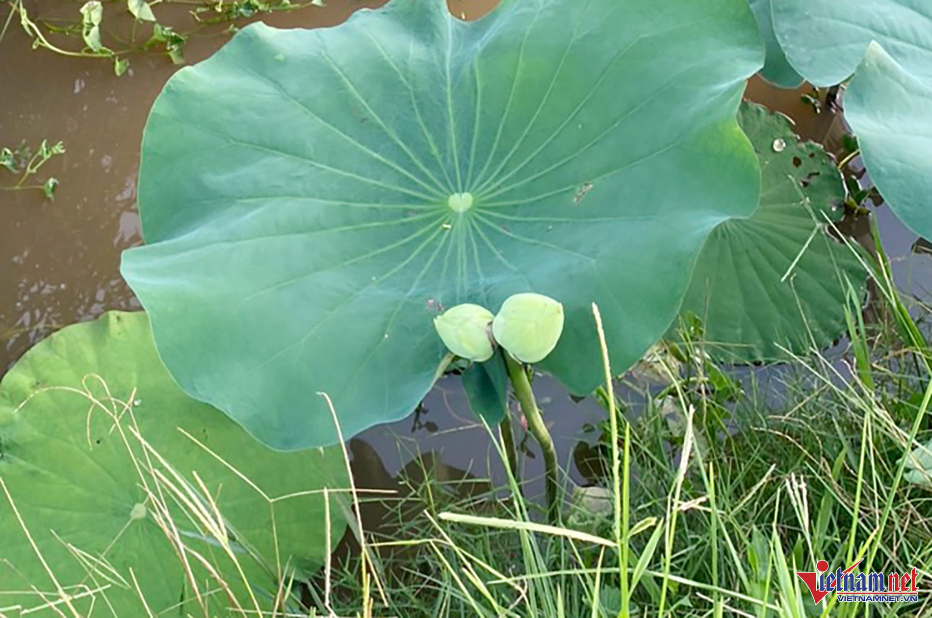 Xuất hiện bông sen Tịnh Đế quan âm siêu hiếm ở Nghệ An-1