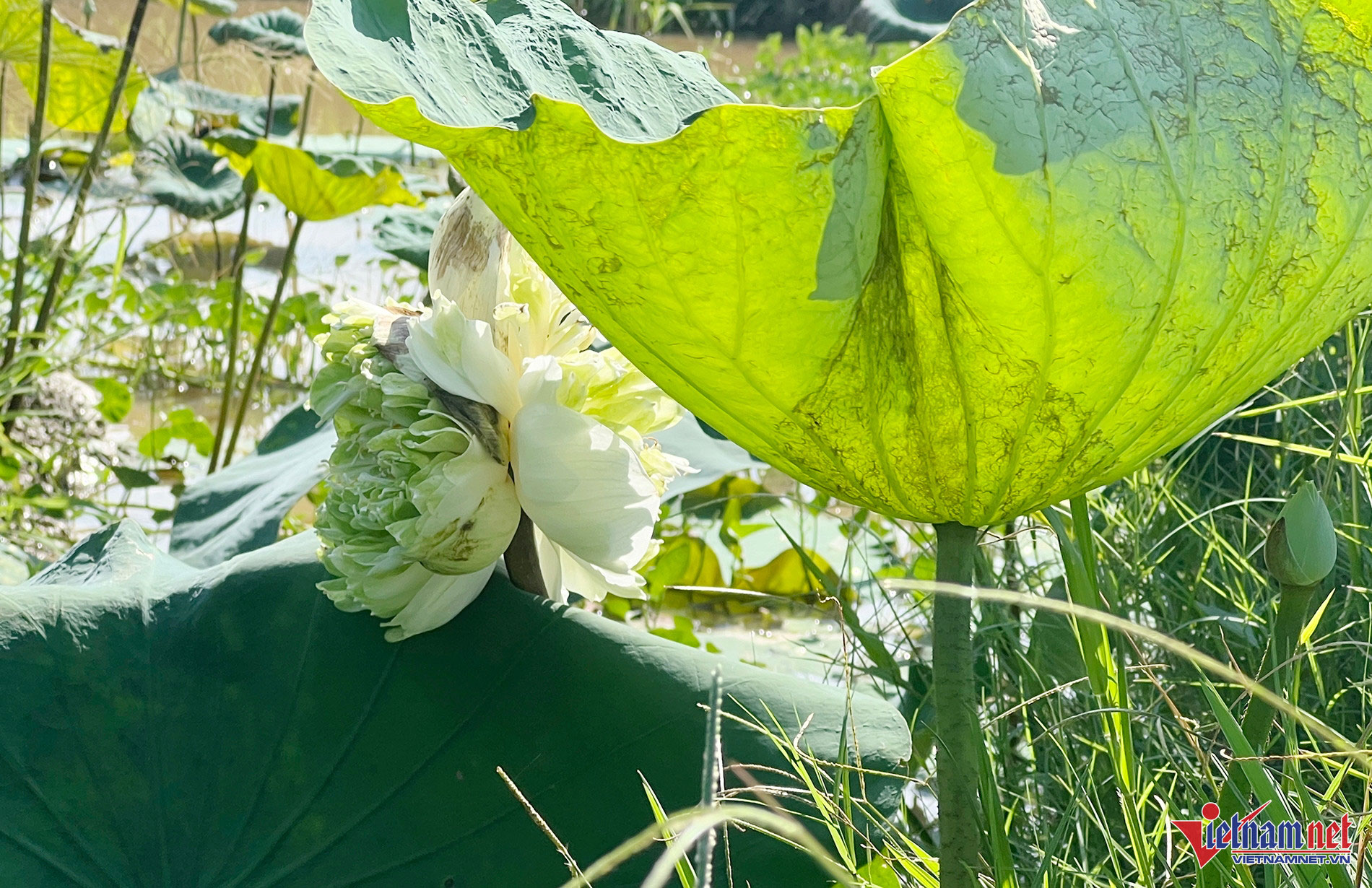 Xuất hiện bông sen Tịnh Đế quan âm siêu hiếm ở Nghệ An-2