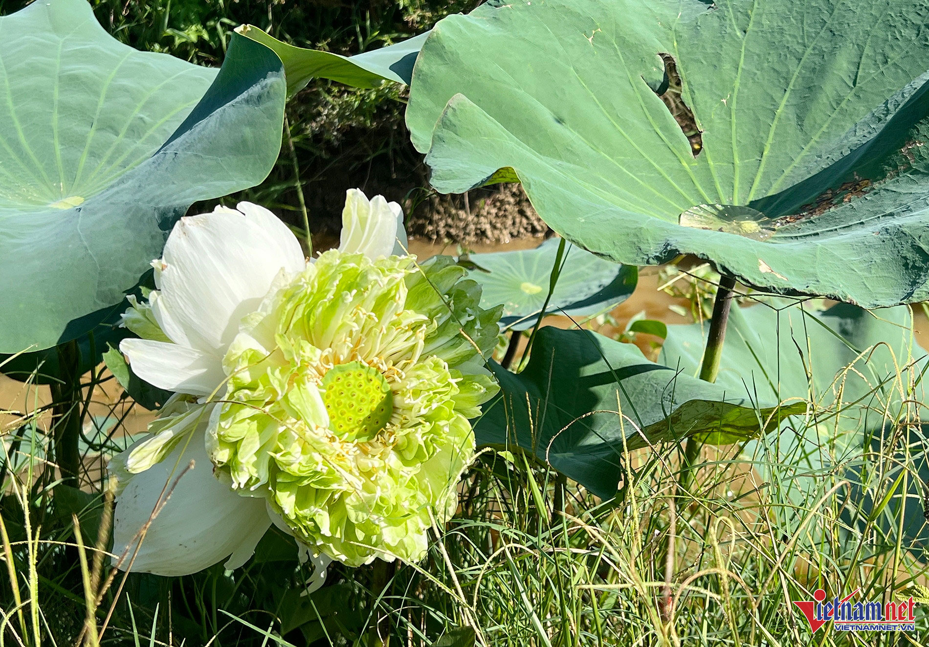 Xuất hiện bông sen Tịnh Đế quan âm siêu hiếm ở Nghệ An-3