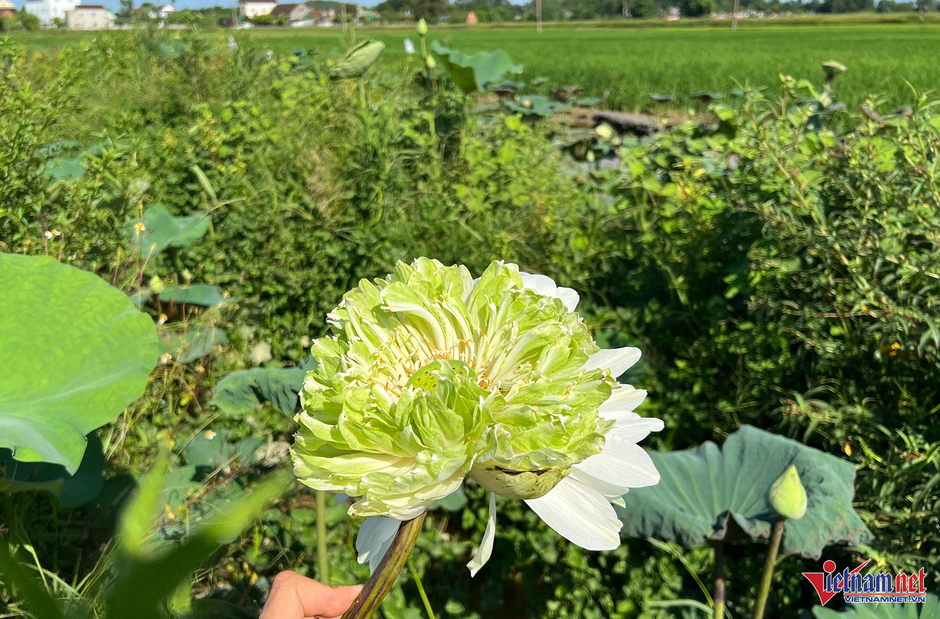 Xuất hiện bông sen Tịnh Đế quan âm siêu hiếm ở Nghệ An-4