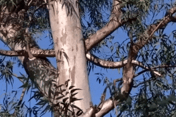 Nhìn lên cây, người dân bắt gặp cảnh tượng nổi da gà