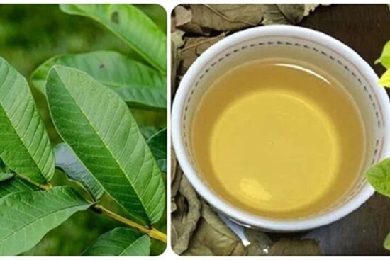 Uống nước lá ổi tươi có tác dụng gì với sức khoẻ?