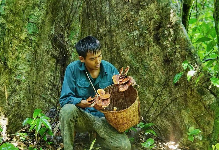 Loại nấm mọc hoang trên rừng có giá lên tới 3 triệu đồng/kg, dân kiếm không đủ bán-2