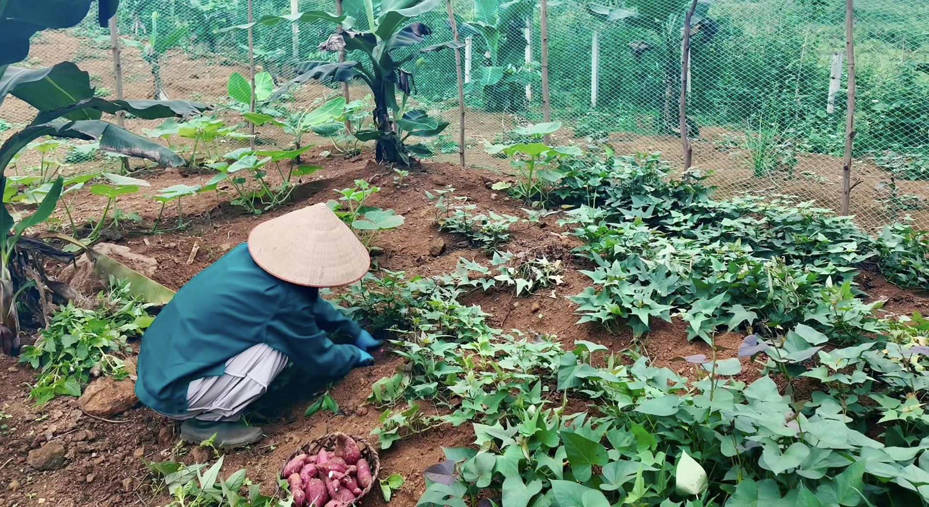 Tậu 2ha đất không điện, thiếu nước, vợ chồng Hưng Yên làm chốn ‘chữa lành’-10