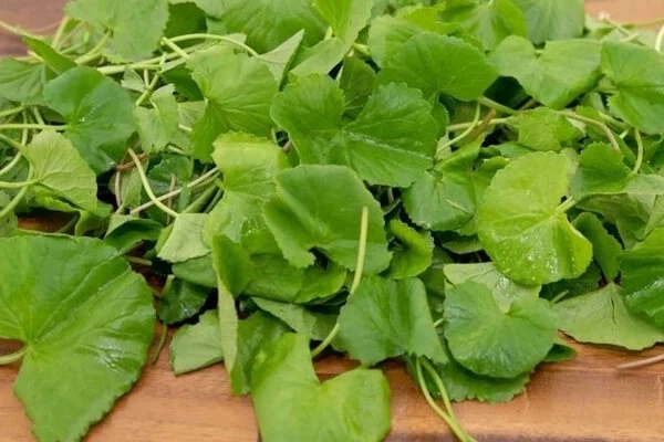 Loại cây quen thuộc với người Việt, được ví như nhân sâm của người nghèo-2