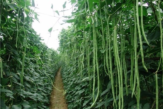 Việt Nam có một loại quả dài cả mét, vừa bổ xương vừa ngừa ung thư cực tốt