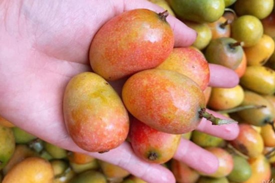 Thứ quả xưa ít ai biết nay thành đặc sản dân phố thích mê