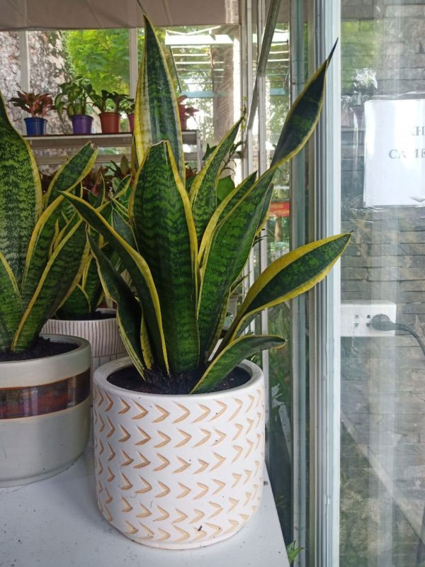 Phương vị vượng vận cho 12 con giáp trong tiết Tiểu Thử năm 2024 để mang tới tài lộc-3