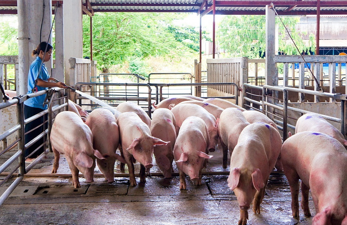Thịt lợn tăng giá mạnh, có loại vọt lên 300.000 đồng/kg-2